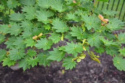 - Acer shirasawanum 'Junihitoe' Full Moon Japanese Maple - Mr Maple │ Buy Japanese Maple Trees