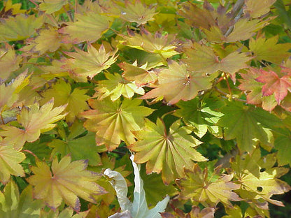- Acer shirasawanum 'Junihitoe' Full Moon Japanese Maple - Mr Maple │ Buy Japanese Maple Trees