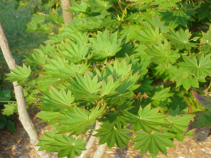 - Acer shirasawanum 'Junihitoe' Full Moon Japanese Maple - Mr Maple │ Buy Japanese Maple Trees