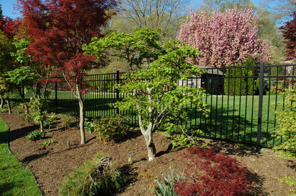 - Acer shirasawanum 'Junihitoe' Full Moon Japanese Maple - Mr Maple │ Buy Japanese Maple Trees