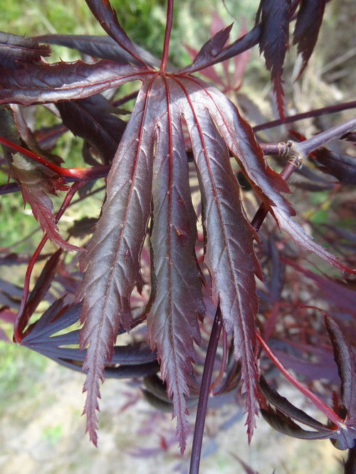 - Acer shirasawanum 'Purple Thunder' Japanese Maple - Mr Maple │ Buy Japanese Maple Trees