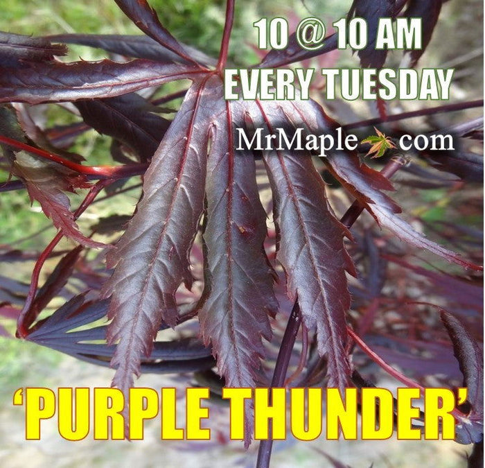 - Acer shirasawanum 'Purple Thunder' Japanese Maple - Mr Maple │ Buy Japanese Maple Trees
