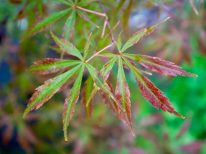 Acer shirasawanum 'Purple Thunder' Japanese Maple