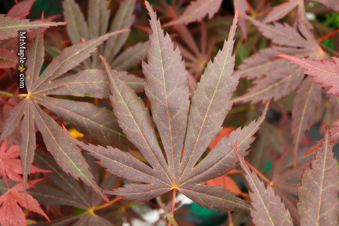 - Acer shirasawanum 'Royalty' Red Full Moon Japanese Maple - Mr Maple │ Buy Japanese Maple Trees