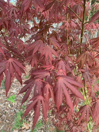 - Acer shirasawanum 'Royalty' Red Full Moon Japanese Maple - Mr Maple │ Buy Japanese Maple Trees