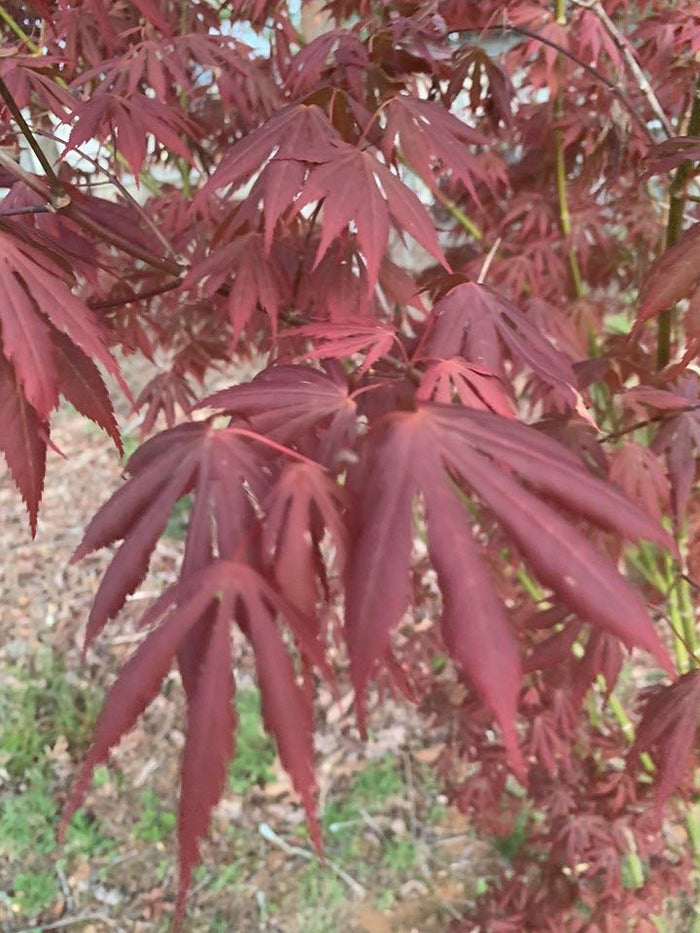 - Acer shirasawanum 'Royalty' Red Full Moon Japanese Maple - Mr Maple │ Buy Japanese Maple Trees