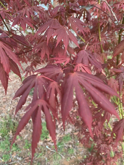 - Acer shirasawanum 'Royalty' Red Full Moon Japanese Maple - Mr Maple │ Buy Japanese Maple Trees