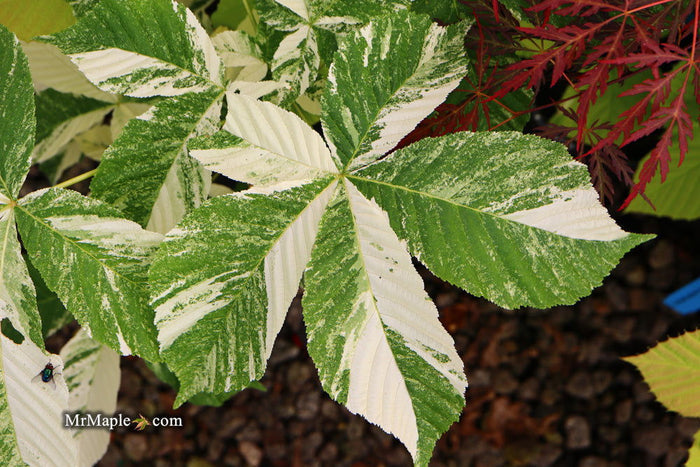 - Aesculus turbinata 'Marble Chip' Variegated Japanese Horse Chestnut - Mr Maple │ Buy Japanese Maple Trees