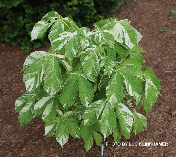 - Aesculus turbinata 'Marble Chip' Variegated Japanese Horse Chestnut - Mr Maple │ Buy Japanese Maple Trees