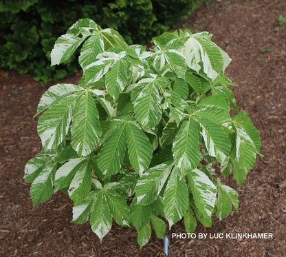 - Aesculus turbinata 'Marble Chip' Variegated Japanese Horse Chestnut - Mr Maple │ Buy Japanese Maple Trees