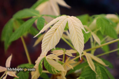 - Aesculus turbinata 'Marble Chip' Variegated Japanese Horse Chestnut - Mr Maple │ Buy Japanese Maple Trees