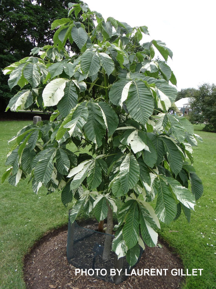 - Aesculus turbinata 'Marble Chip' Variegated Japanese Horse Chestnut - Mr Maple │ Buy Japanese Maple Trees