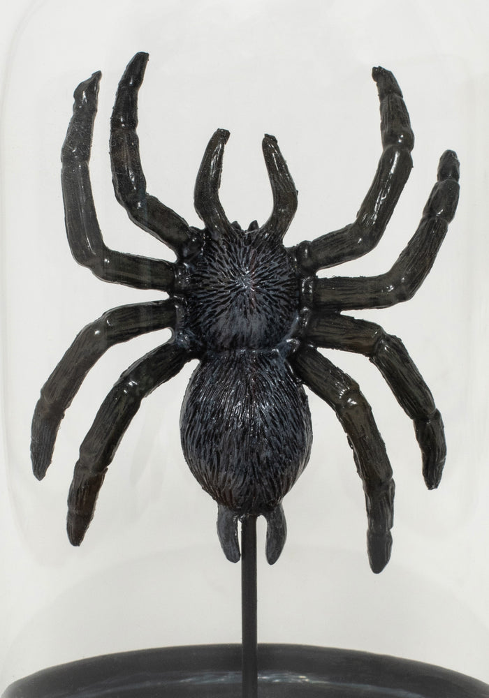 Arachne Spider In Jar