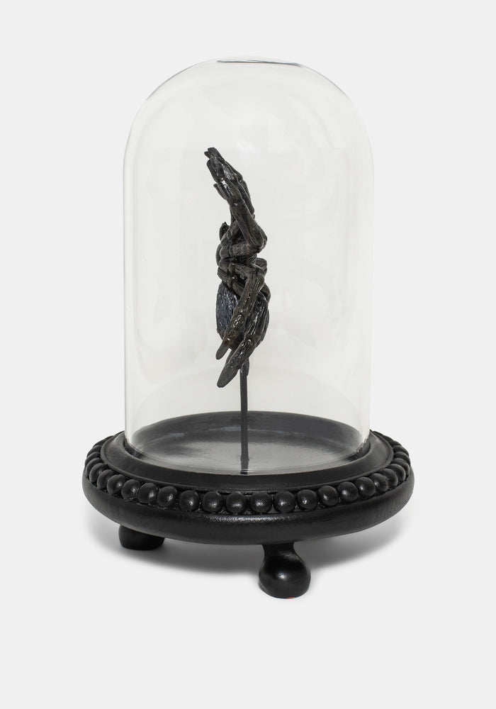 Arachne Spider In Jar