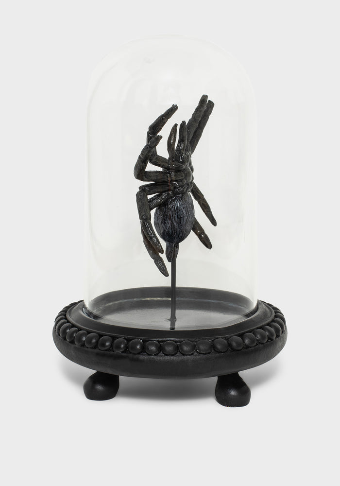 Arachne Spider In Jar