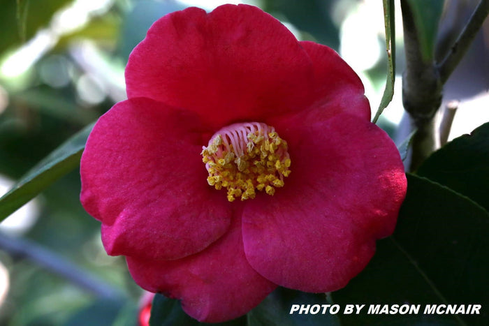- Camellia japonica 'April Melody' Rose Pink Flowering Cold Hardy Camellia - Mr Maple │ Buy Japanese Maple Trees