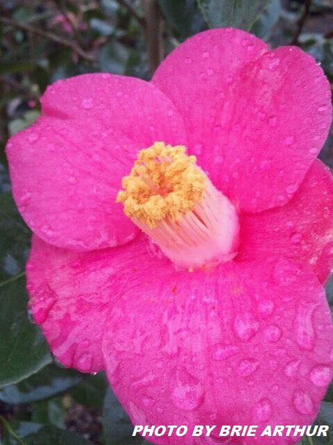 - Camellia japonica 'April Melody' Rose Pink Flowering Cold Hardy Camellia - Mr Maple │ Buy Japanese Maple Trees