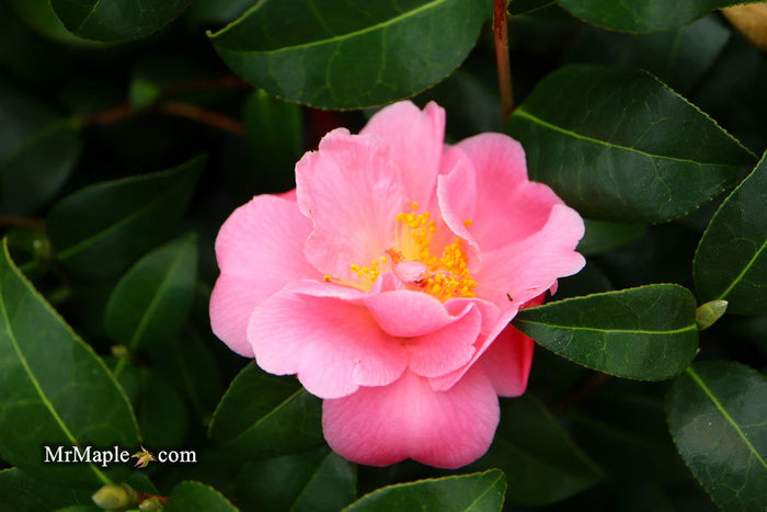 - Camellia 'Pink Icicle' Pink Flowering Hardy Camellia - Mr Maple │ Buy Japanese Maple Trees