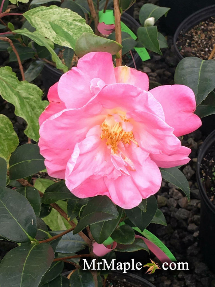 - Camellia 'Pink Icicle' Pink Flowering Hardy Camellia - Mr Maple │ Buy Japanese Maple Trees