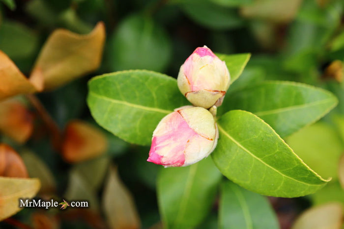 - Camellia 'Pink Icicle' Pink Flowering Hardy Camellia - Mr Maple │ Buy Japanese Maple Trees