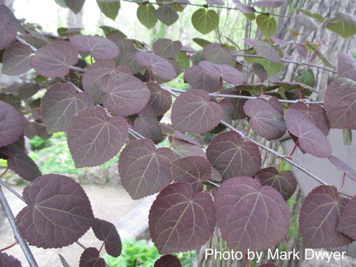 - Cercidiphyllum japonicum 'Rotfuchs' Red Fox Japanese Katsura Tree - Mr Maple │ Buy Japanese Maple Trees