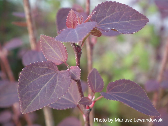 - Cercidiphyllum japonicum 'Rotfuchs' Red Fox Japanese Katsura Tree - Mr Maple │ Buy Japanese Maple Trees