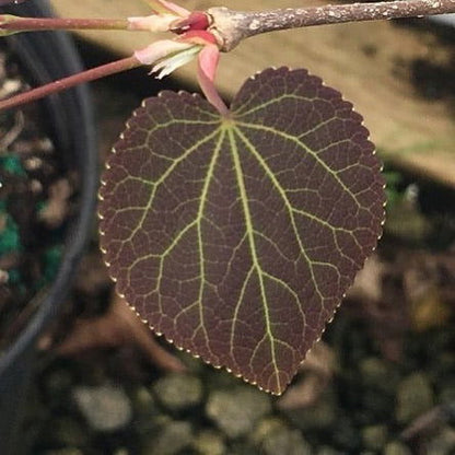 - Cercidiphyllum japonicum 'Rotfuchs' Red Fox Japanese Katsura Tree - Mr Maple │ Buy Japanese Maple Trees