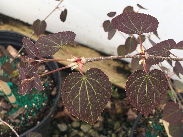 - Cercidiphyllum japonicum 'Rotfuchs' Red Fox Japanese Katsura Tree - Mr Maple │ Buy Japanese Maple Trees