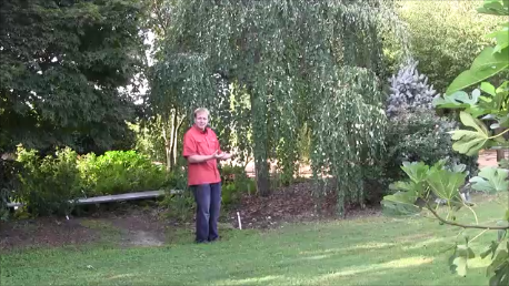 - Cercidiphyllum magnificum 'Pendula' Weeping Japanese Katsura Tree - Mr Maple │ Buy Japanese Maple Trees