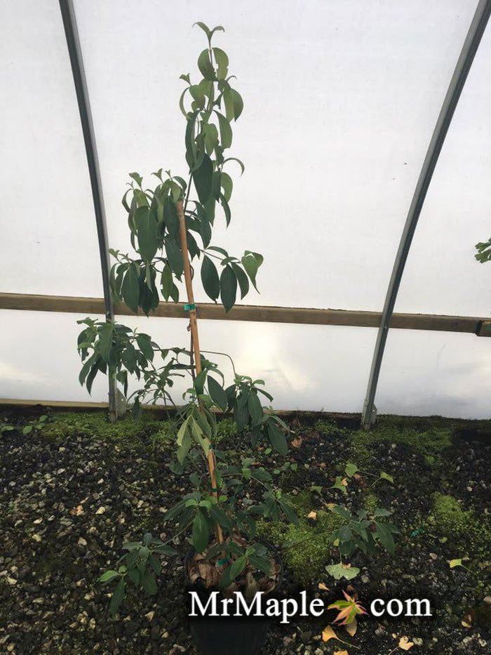 - Cornus hongkongensis 'Gekkou' Chinese Evergreen Dogwood - Mr Maple │ Buy Japanese Maple Trees
