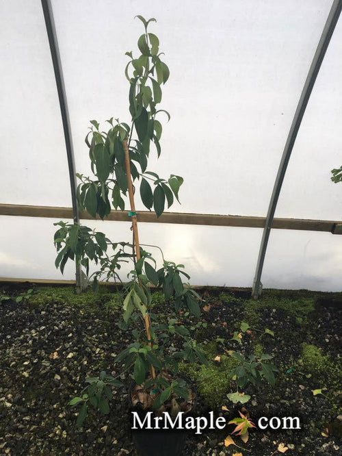 - Cornus hongkongensis 'Gekkou' Chinese Evergreen Dogwood - Mr Maple │ Buy Japanese Maple Trees