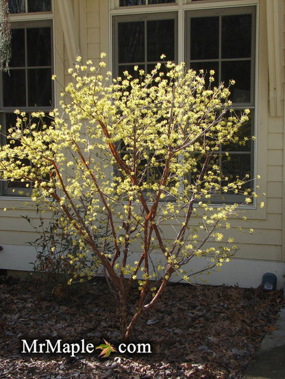 - Cornus officinalis 'Kintoki' Yellow Flowering Cornelian Cherry Dogwood - Mr Maple │ Buy Japanese Maple Trees