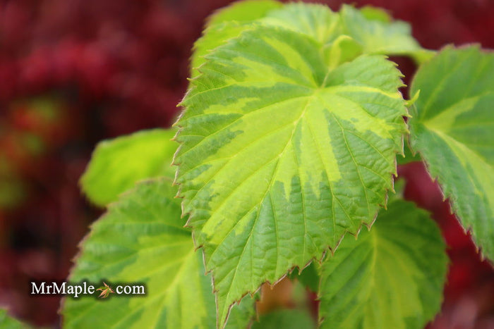 - Davidia involucrata 'Lady Dahlia' Variegated Dove Tree - Mr Maple │ Buy Japanese Maple Trees