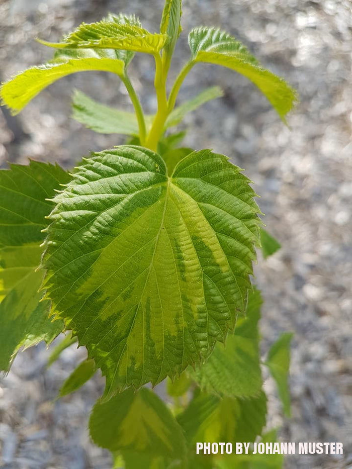 - Davidia involucrata 'Lady Dahlia' Variegated Dove Tree - Mr Maple │ Buy Japanese Maple Trees
