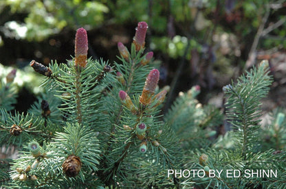 - Picea pungens ‘Ruby Teardrops' Dwarf Colorado Blue Spruce - Mr Maple │ Buy Japanese Maple Trees
