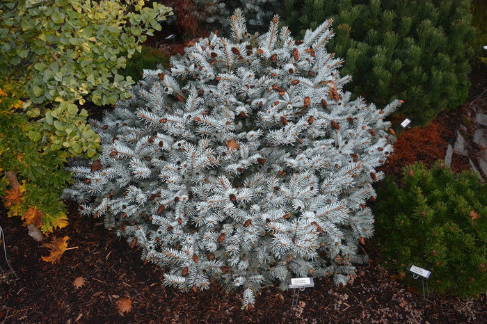 - Picea pungens ‘Ruby Teardrops' Dwarf Colorado Blue Spruce - Mr Maple │ Buy Japanese Maple Trees
