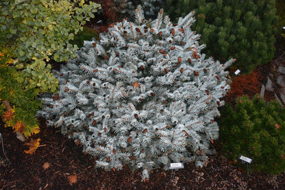 - Picea pungens ‘Ruby Teardrops' Dwarf Colorado Blue Spruce - Mr Maple │ Buy Japanese Maple Trees