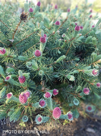 - Picea pungens ‘Ruby Teardrops' Dwarf Colorado Blue Spruce - Mr Maple │ Buy Japanese Maple Trees