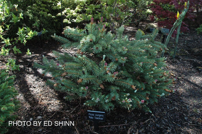 - Picea pungens ‘Ruby Teardrops' Dwarf Colorado Blue Spruce - Mr Maple │ Buy Japanese Maple Trees