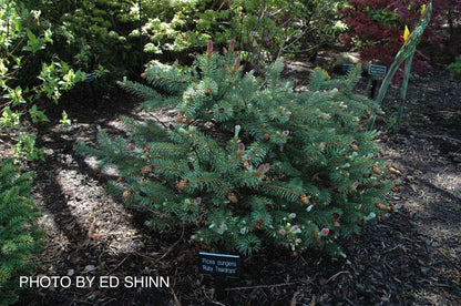 - Picea pungens ‘Ruby Teardrops' Dwarf Colorado Blue Spruce - Mr Maple │ Buy Japanese Maple Trees