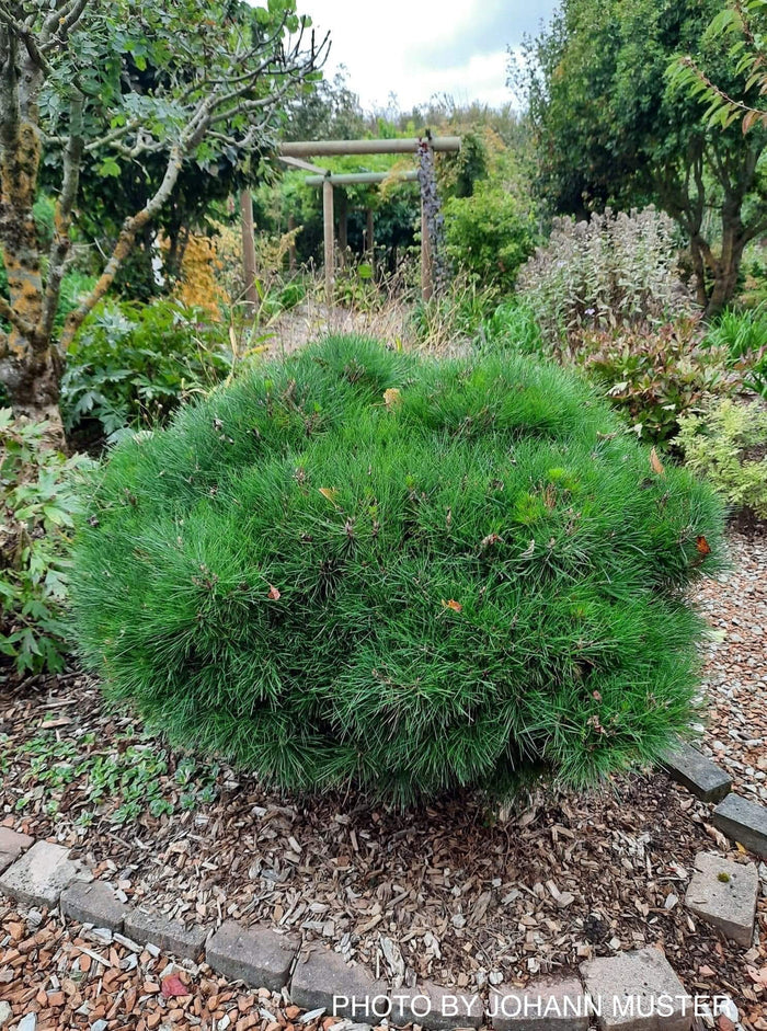 - Pinus nigra ‘Gaelle Bregeon’ Bambino Austrian Black Pine Tree - Mr Maple │ Buy Japanese Maple Trees