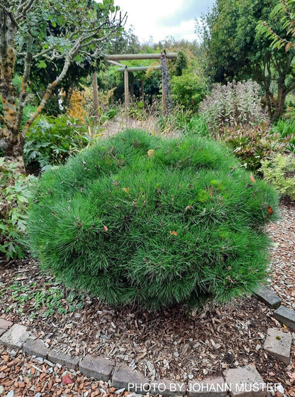 - Pinus nigra ‘Gaelle Bregeon’ Bambino Austrian Black Pine Tree - Mr Maple │ Buy Japanese Maple Trees