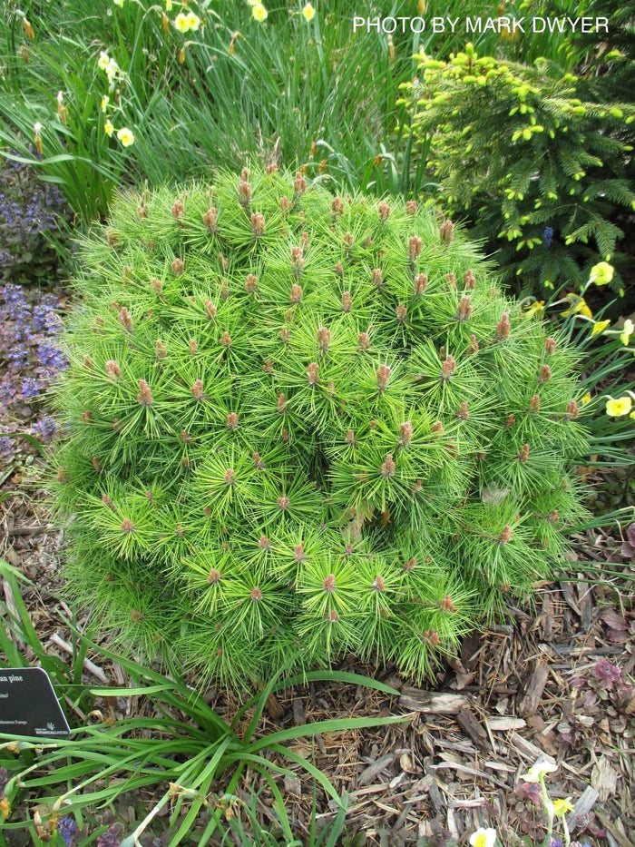 - Pinus nigra ‘Gaelle Bregeon’ Bambino Austrian Black Pine Tree - Mr Maple │ Buy Japanese Maple Trees