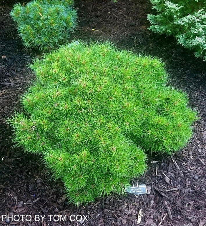 - Pinus nigra ‘Gaelle Bregeon’ Bambino Austrian Black Pine Tree - Mr Maple │ Buy Japanese Maple Trees