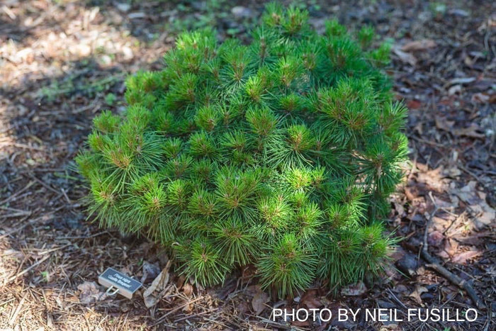 - Pinus nigra ‘Gaelle Bregeon’ Bambino Austrian Black Pine Tree - Mr Maple │ Buy Japanese Maple Trees