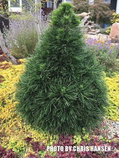 - Pinus sylvestris 'Green Penguin' Dwarf Scots Pine - Mr Maple │ Buy Japanese Maple Trees