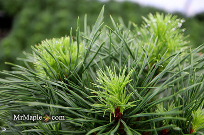 - Pinus sylvestris 'Green Penguin' Dwarf Scots Pine - Mr Maple │ Buy Japanese Maple Trees
