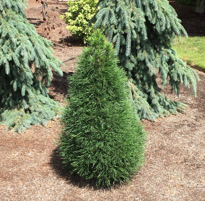- Pinus sylvestris 'Green Penguin' Dwarf Scots Pine - Mr Maple │ Buy Japanese Maple Trees