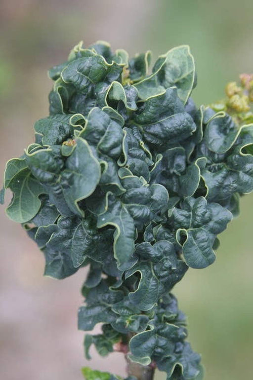 - Quercus robur 'General Pulaski' Dwarf Curly Leaf English Oak - Mr Maple │ Buy Japanese Maple Trees