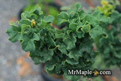 - Quercus robur 'General Pulaski' Dwarf Curly Leaf English Oak - Mr Maple │ Buy Japanese Maple Trees